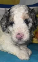 Pink Collar, a female Miniature Aussiedoodle for sale in Tucson, AZ – 1 of 5