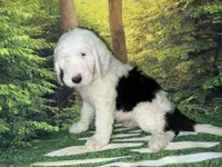 Blue Collar, a male Sheepadoodle for sale in Tucson, AZ – 7 of 10