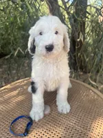 Blue Collar, a male Sheepadoodle for sale in Tucson, AZ – 1 of 10