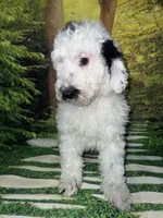 Miniature F1B Sheepadoodle , a male Sheepadoodle for sale in Tucson, AZ – 4 of 5