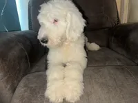 Blue Collar, a male Sheepadoodle for sale in Tucson, AZ – 3 of 6