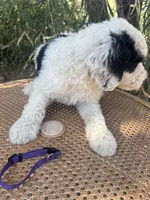 Purple Collar, a female Sheepadoodle for sale in Tucson, AZ – 7 of 9