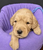 Aqua Collar, a female Miniature Goldendoodle for sale in Tucson, AZ – 2 of 5