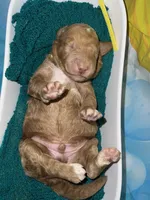 Yellow Collar, a male Miniature Goldendoodle for sale in Tucson, AZ – 4 of 6