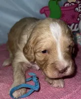 Aqua collar, a female Sheepadoodle for sale in Tucson, AZ – Photo 4 of 6