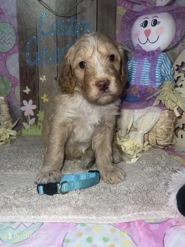 Aqua collar – Sheepadoodle puppy for sale in Tucson, AZ