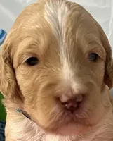 Aqua collar, a female Sheepadoodle for sale in Tucson, AZ – Photo 2 of 6