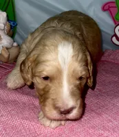 Aqua collar, a female Sheepadoodle for sale in Tucson, AZ – Photo 3 of 6