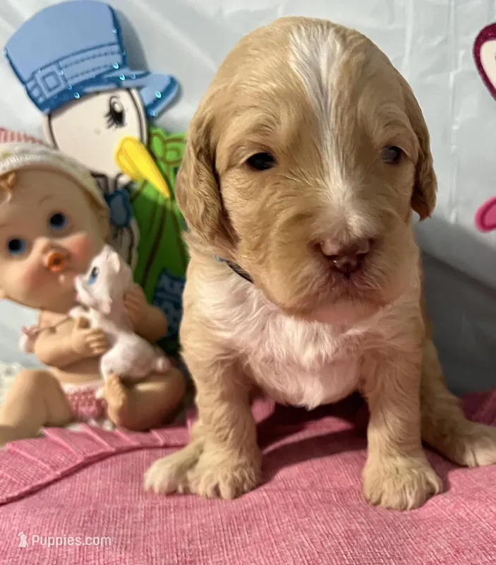 Aqua collar – Sheepadoodle puppy for sale in Tucson, AZ