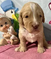 Aqua collar, a female Sheepadoodle for sale in Tucson, AZ – Photo 1 of 6