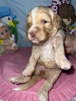 Aqua collar, a female Sheepadoodle for sale in Tucson, AZ – Photo 6 of 6