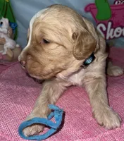 Aqua collar, a female Sheepadoodle for sale in Tucson, AZ – Photo 5 of 6