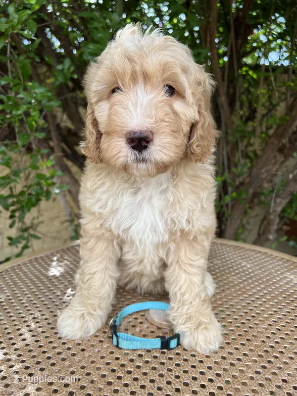 Aqua collar – Sheepadoodle puppy for sale in Tucson, AZ