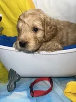Red Collar, a male Miniature Aussiedoodle for sale in Tucson, AZ – 5 of 5