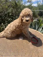 Red Collar, a male Miniature Aussiedoodle for sale in Tucson, AZ – 4 of 10