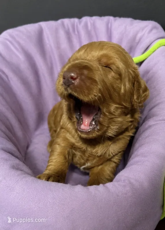 Lime Collar  – Miniature Goldendoodle puppy for sale in Tucson, AZ