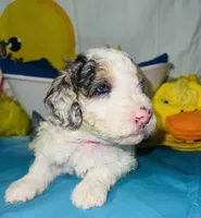 Pink Collar, a female Miniature Aussiedoodle for sale in Tucson, AZ – 5 of 5