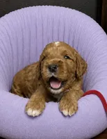 Red Collar, a female Miniature Goldendoodle for sale in Tucson, AZ – 1 of 8