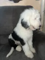 Blue Collar, a male Sheepadoodle for sale in Tucson, AZ – 4 of 6
