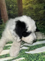 Purple Collar, a female Sheepadoodle for sale in Tucson, AZ – 2 of 9