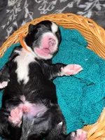 Orange Collar , a male Sheepadoodle for sale in Tucson, AZ – Photo 3 of 3