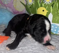Orange Collar , a male Sheepadoodle for sale in Tucson, AZ – Photo 1 of 3