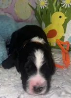 Orange Collar , a male Sheepadoodle for sale in Tucson, AZ – Photo 2 of 3