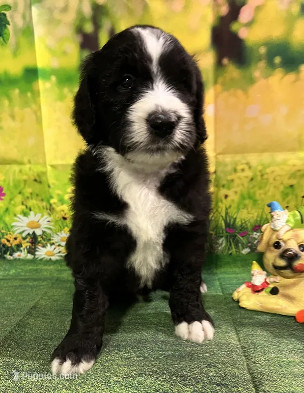 Orange Collar  – Sheepadoodle puppy for sale in Tucson, AZ