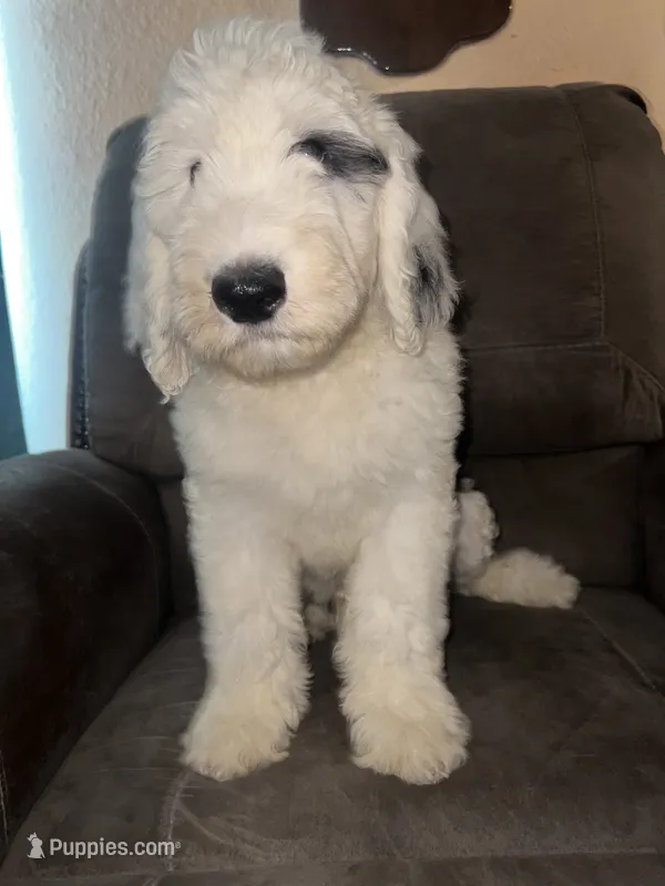 Black Collar  – Sheepadoodle puppy for sale in Tucson, AZ