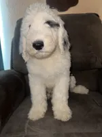 Black Collar , a male Sheepadoodle for sale in Tucson, AZ – 2 of 6