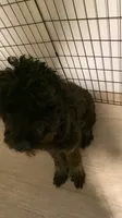 Fluffy, a male Goldendoodle for sale in Clearwater, FL – 2 of 2