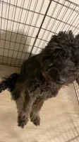 Fluffy, a male Goldendoodle for sale in Clearwater, FL – 1 of 2
