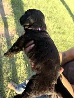 Purple collar girl , a female Goldendoodle for sale in Richton, MS – 4 of 4
