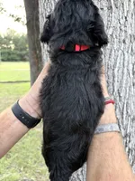 Red collar girl, a female Goldendoodle for sale in Richton, MS – 2 of 3