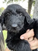 Blue collar girl, a female Goldendoodle for sale in Richton, MS – 2 of 3