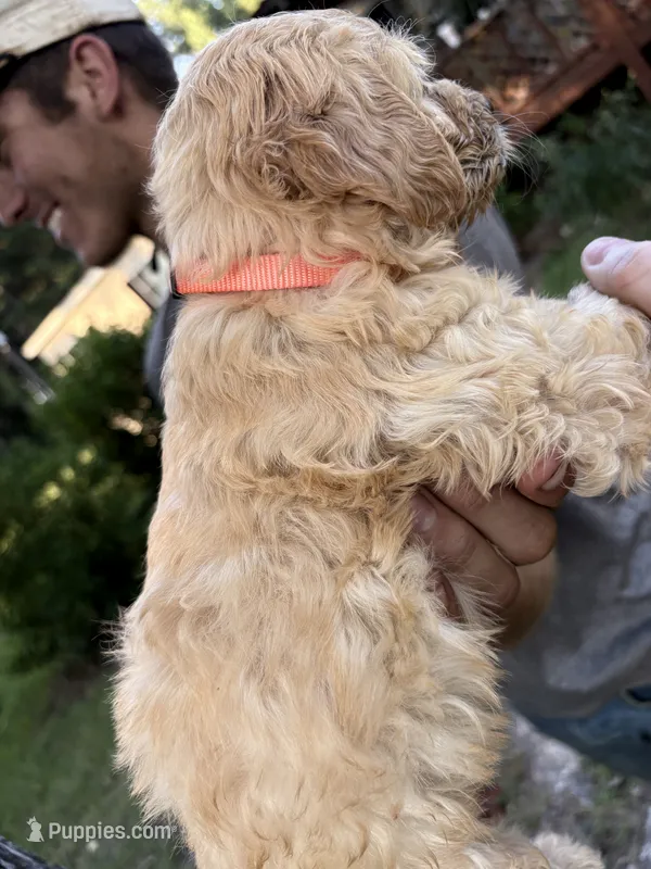 Orange collar girl  – Goldendoodle puppy for sale in Richton, MS