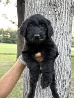 Blue collar girl, a female Goldendoodle for sale in Richton, MS – 3 of 3