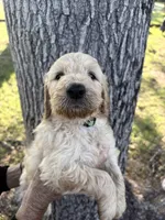 Green Collar Boy , a male Goldendoodle for sale in Richton, MS – 3 of 5