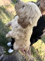 Green Collar Boy , a male Goldendoodle for sale in Richton, MS – 5 of 5