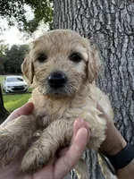 Orange collar girl , a female Goldendoodle for sale in Richton, MS – 2 of 3