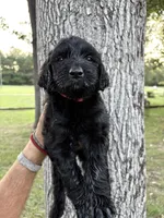 Red collar girl, a female Goldendoodle for sale in Richton, MS – 1 of 3
