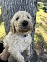 Green Collar Boy , a male Goldendoodle for sale in Richton, MS – 4 of 5