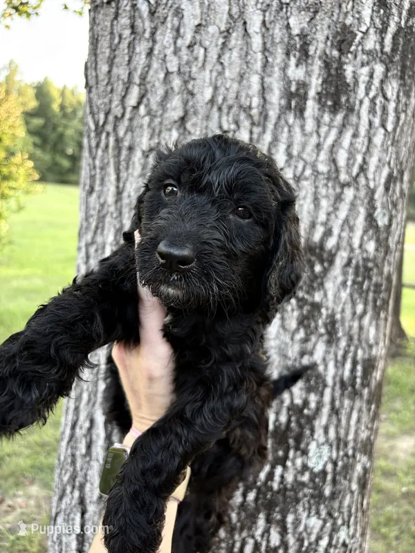 Pink collar girl – Goldendoodle puppy for sale in Richton, MS