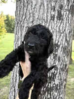Pink collar girl, a female Goldendoodle for sale in Richton, MS – 1 of 3