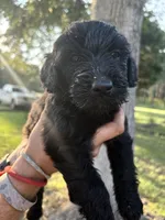 Purple collar girl , a female Goldendoodle for sale in Richton, MS – 3 of 4