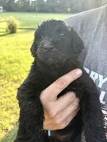Purple collar girl , a female Goldendoodle for sale in Richton, MS – 2 of 4
