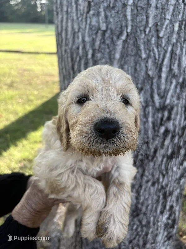 Green Collar Boy  – Goldendoodle puppy for sale in Richton, MS