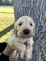 Green Collar Boy , a male Goldendoodle for sale in Richton, MS – 1 of 5