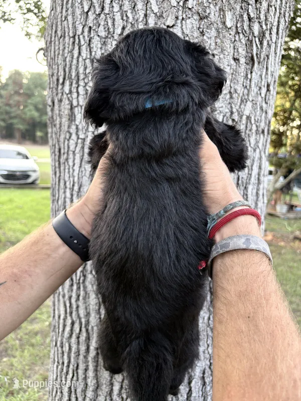 Blue collar girl – Goldendoodle puppy for sale in Richton, MS