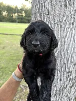 Red collar girl, a female Goldendoodle for sale in Richton, MS – 3 of 3